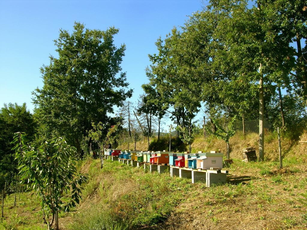 Bracelli Agriturismo Angio Nel Cere מראה חיצוני תמונה